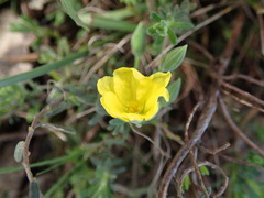 Hibbertia australis