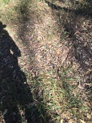 Echinopogon caespitosus