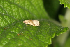 Micrathetis dasarada