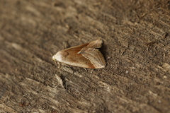 Micrathetis dasarada