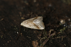 Micrathetis dasarada