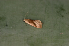 Micrathetis dasarada