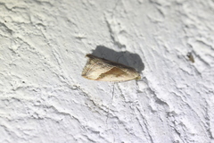 Micrathetis dasarada