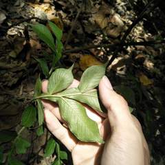 Amorphophallus hirtus