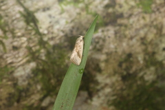 Micrathetis dasarada