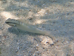 Amblygobius stethophthalmus