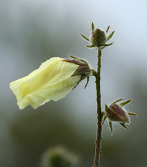 Abelmoschus esculentus