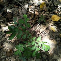 Amorphophallus hirtus