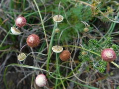Cotula ceniifolia