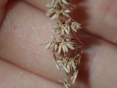 Echinopogon caespitosus