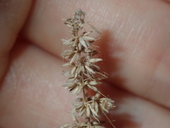 Echinopogon caespitosus