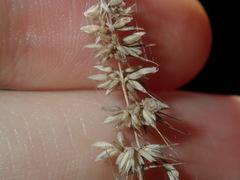 Echinopogon caespitosus