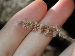 Echinopogon caespitosus