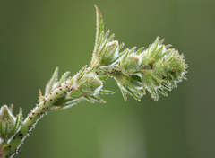 Abelmoschus esculentus