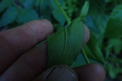 Silene undulata undulata