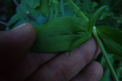 Silene undulata undulata