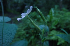 Silene undulata undulata