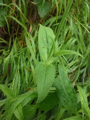 Silene undulata undulata