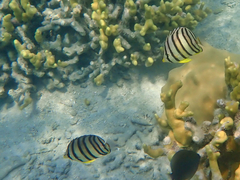 Chaetodon octofasciatus