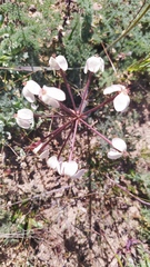 Pelargonium triste