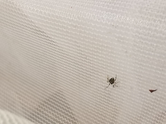 Dipoena melanogaster