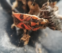 Spilostethus pacificus