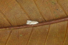 Micrathetis tecnion