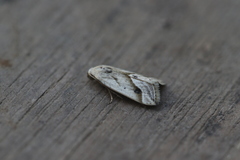 Micrathetis tecnion