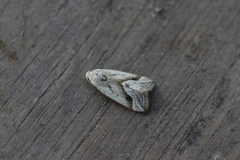 Micrathetis tecnion