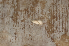 Micrathetis tecnion
