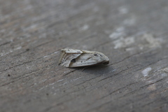 Micrathetis tecnion