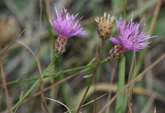 Centaurea giardinae