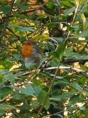 Erithacus rubecula