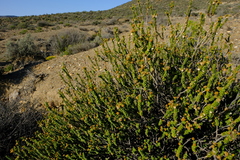 Euryops sulcatus