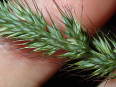 Echinopogon caespitosus