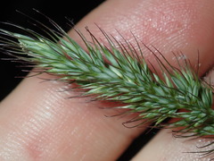 Echinopogon caespitosus