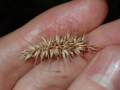 Echinopogon caespitosus