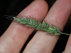 Echinopogon caespitosus