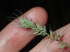 Echinopogon caespitosus