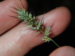 Echinopogon caespitosus