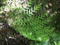 Asplenium × lucrosum