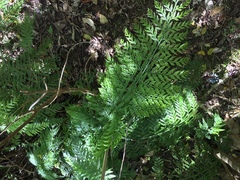 Asplenium × lucrosum