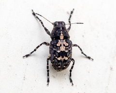 Sphinctotropis paviei