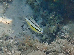 Scolopsis margaritifera