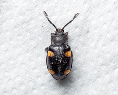 Eumorphus quadriguttatus