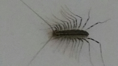 Scutigera coleoptrata