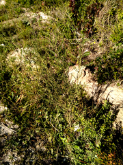 Lessertia brachystachya