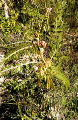 Lessertia brachystachya