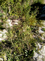 Lessertia brachystachya