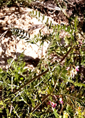 Lessertia brachystachya